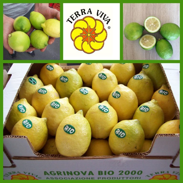Limoni (cassetta 6 kg)