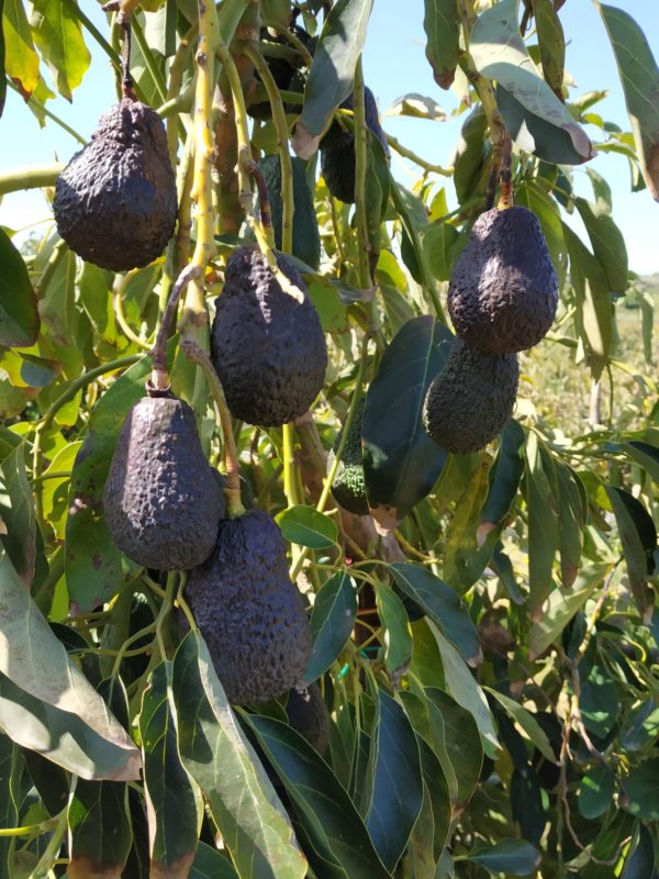 Avocado Hass biologico siciliano (cassetta 6kg)